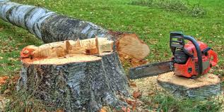Best Leaf Removal  in Dover Plains, NY
