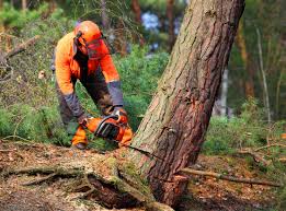 Best Tree Health Inspection  in Dover Plains, NY