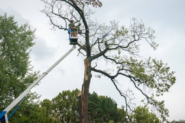 Reliable Dover Plains, NY Tree Removal Solutions