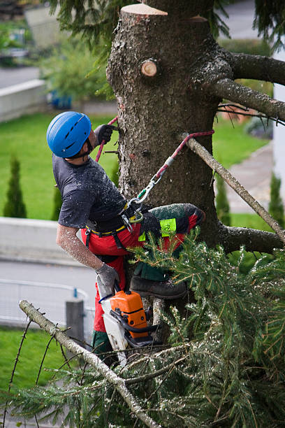 Best Tree Mulching  in Dover Plains, NY