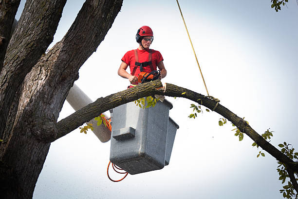 Best Root Management and Removal  in Dover Plains, NY
