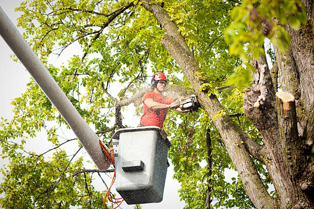 Best Tree Disease Treatment  in Dover Plains, NY