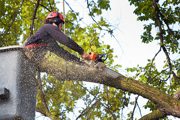 Best Tree Trimming and Pruning  in Dover Plains, NY