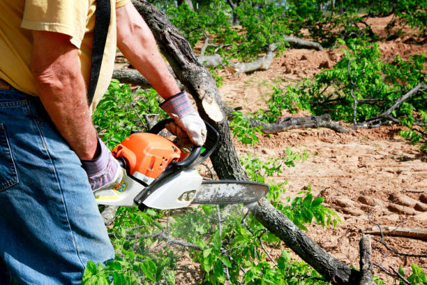 Best Fruit Tree Pruning  in Dover Plains, NY